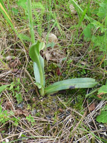 Ophrys apifera